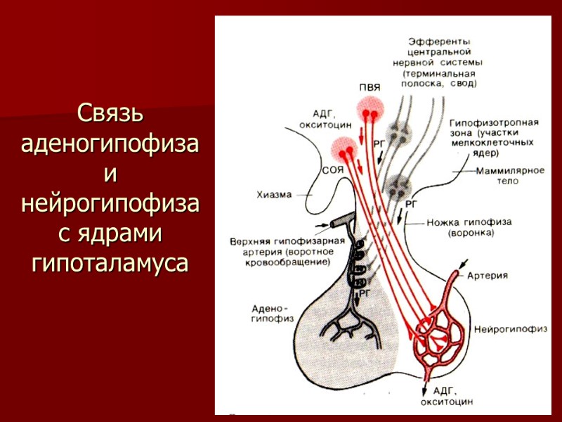 Связь аденогипофиза и нейрогипофиза с ядрами гипоталамуса